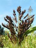 sorghum